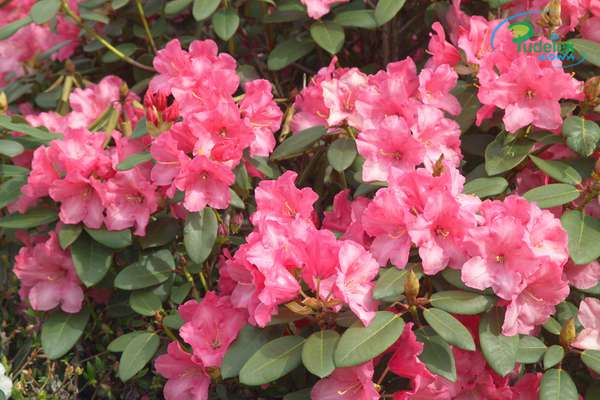 Rhododendron April Glow